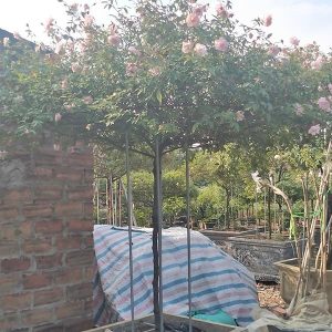 Hoa Hồng Đào Cổ Thụ Thân To HH1122
