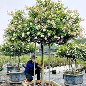 Hoa Hồng Đào Cổ HH1112