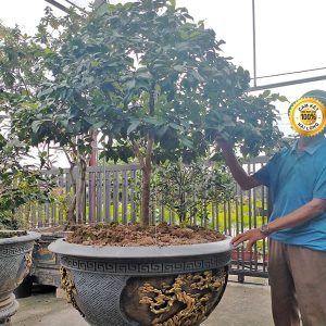 Hoa Trà - Bạch Trà HT1121