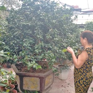 Hoa Trà - Hồng Trà HT1111