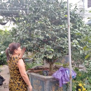 Hoa Trà - Hồng Trà HT1112