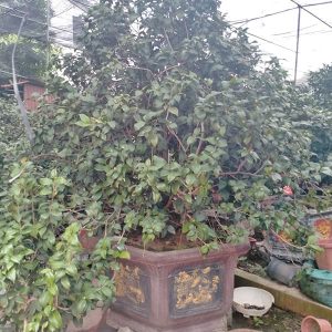 Hoa Trà - Hồng Trà HT1114