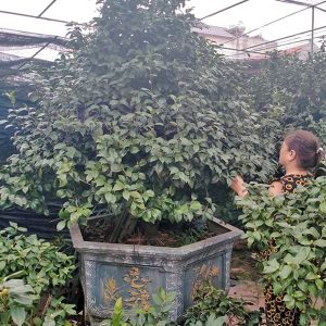 Hoa Trà - Hồng Trà HT1115