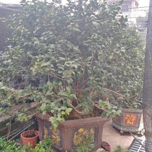Hoa Trà - Hồng Trà HT1117