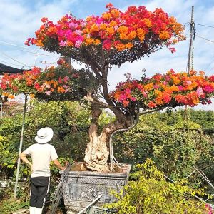 Hoa Giấy Ngũ Sắc (Hoa Giấy Cổ Thụ) HG2138