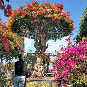 Hoa Giấy Ngũ Sắc (Hoa Giấy Cổ Thụ) HG2139