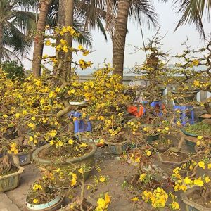 Mai Vàng Đẹp MV1112