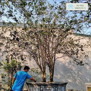 Bán cây hoa mộc hương 450 Nhà vườn Thiên Minh Sơn