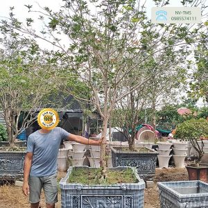 Bán cây hoa mộc hương 60 Nhà vườn Thiên Minh Sơn