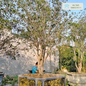 Bán cây hoa mộc hương 950 Nhà vườn Thiên Minh Sơn
