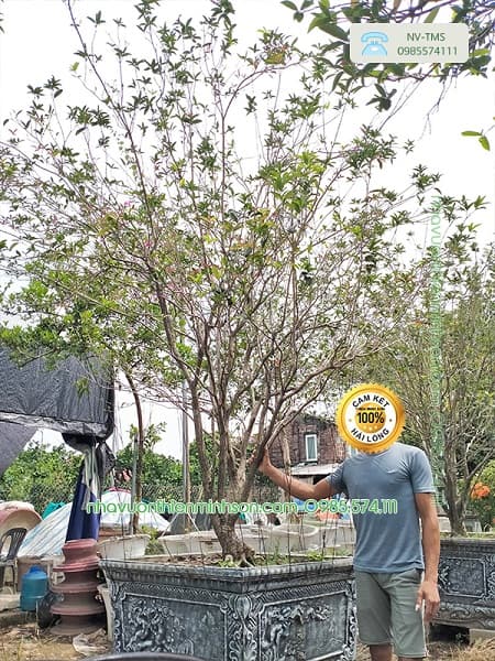 Cây Hoa Mộc Hương