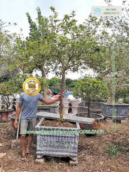 Cây Hoa Mộc Hương