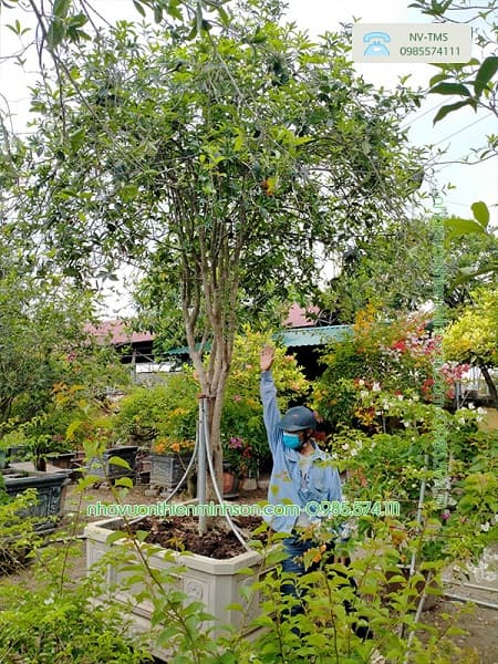 Cây Hoa Mộc Hương