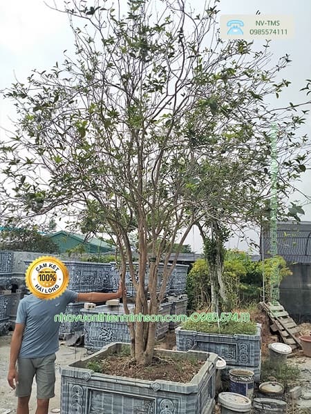 Cây Hoa Mộc Hương