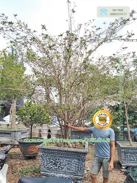 Cây Hoa Mộc Hương