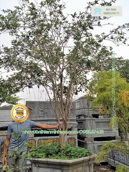 Cây Hoa Mộc Hương