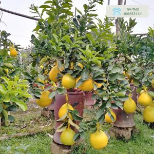 Cây Bưởi Cảnh Bonsai Bưởi cảnh bonsai