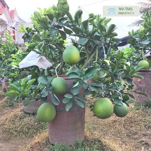 Cây Bưởi Cảnh Bưởi cảnh bonsai - Bưởi cảnh Văn Giang - Nhà vườn Thiên Minh Sơn