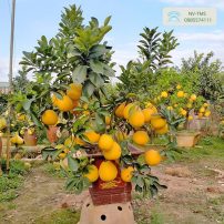 Bưởi cảnh bonsai - Nhà vườn Thiên Minh Sơn