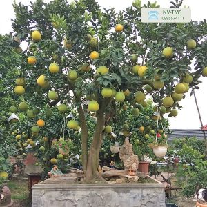 Cây Bưởi Cảnh Bưởi cảnh cổ thụ - Bưởi cảnh Văn Giang - Nhà vườn Thiên Minh Sơn