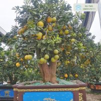Bưởi cảnh cổ thụ - Bưởi cảnh Văn Giang - Nhà vườn Thiên Minh Sơn