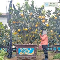 Bưởi thế thân to - Nhà vườn Thiên Minh Sơn