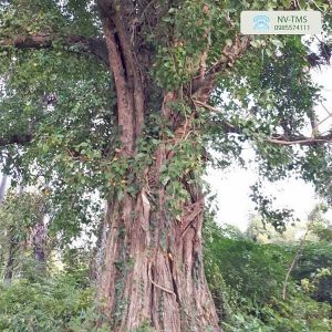 Cây bồ đề cổ thụ