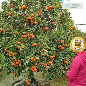 Cây cam - cây ăn quả - cây cảnh