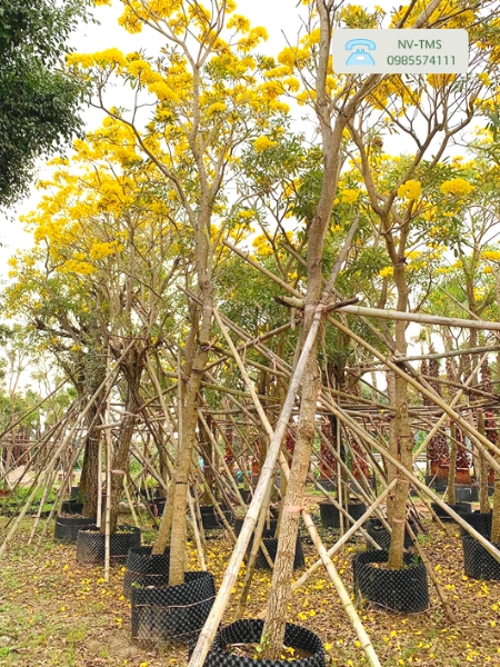 Cây Chuông vàng