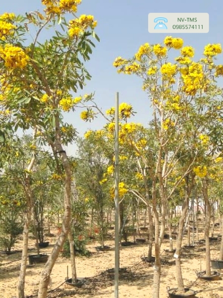 Cây Chuông vàng