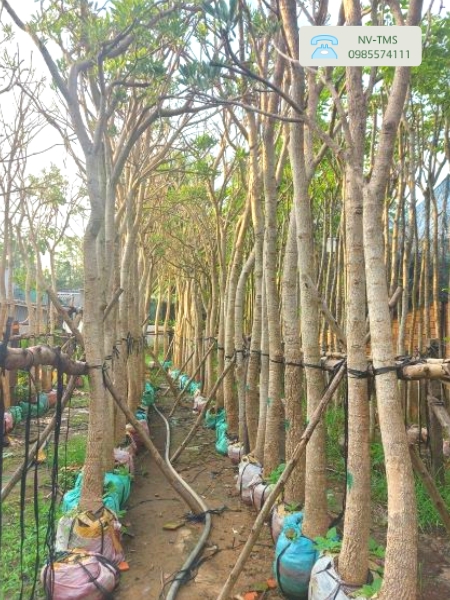 Cây Chuông vàng