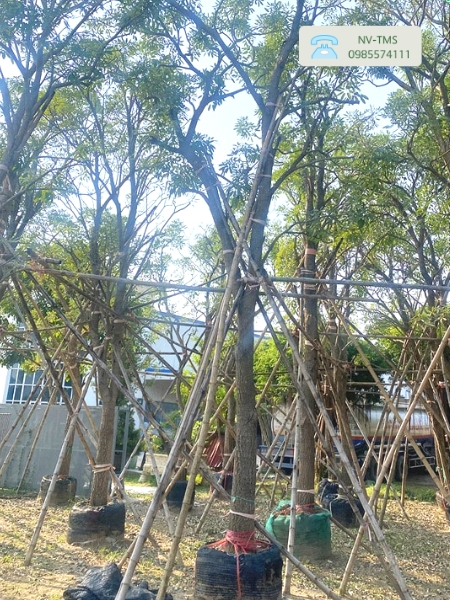 Cây Chuông vàng