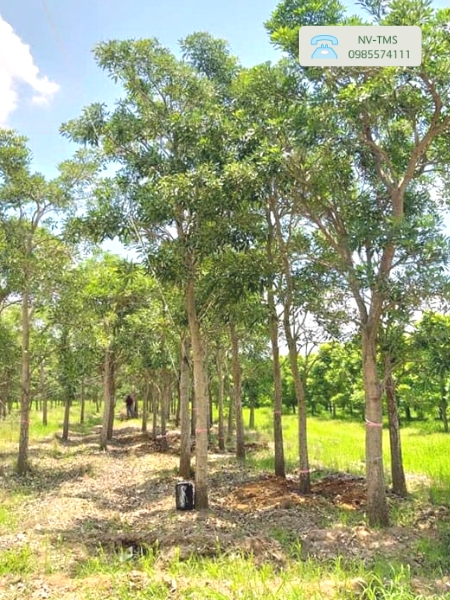 Cây Chuông vàng