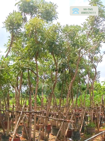 Cây Chuông vàng