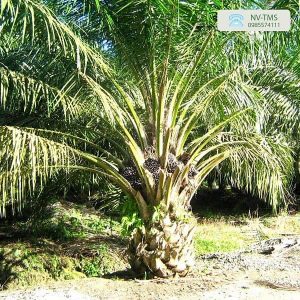 Cây Cọ Dầu