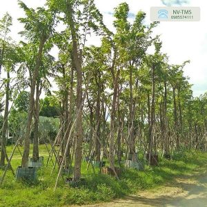 Cây công trình - Nhà vườn Thiên Minh Sơn