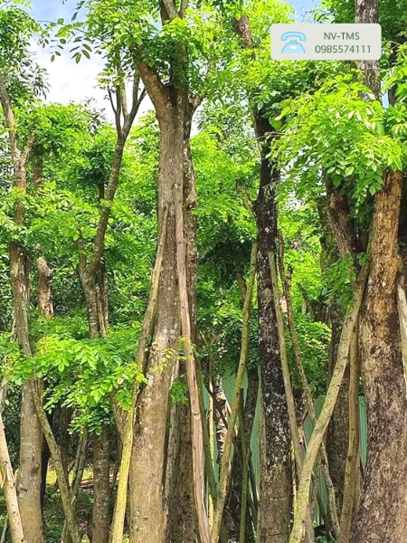 Cây Giáng hương