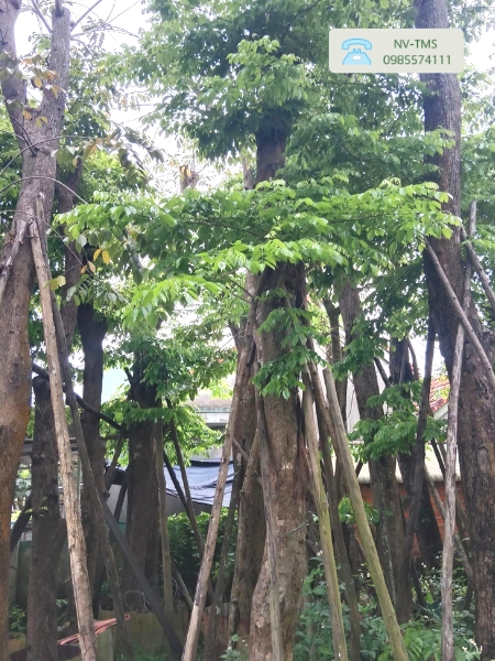 Cây Giáng hương