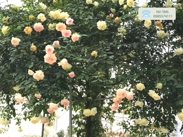 Cây Hoa Hồng Bạch Cổ (Bạch xếp)