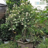 Cây hoa hồng bạch cổ - bạch xếp