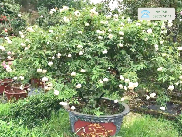 Cây Hoa Hồng Bạch Cổ (Bạch xếp)