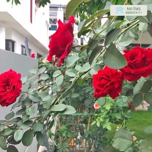 Cây hoa Hồng cổ Hải Phòng