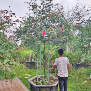 Cây Hoa Hồng Cổ Sapa HH5233