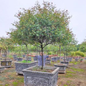 Cây Hoa Hồng Cổ Sapa HH5235