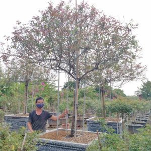 Cây Hoa Hồng Cổ Sapa HH5236