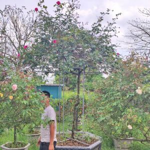 Cây Hoa Hồng Cổ Sapa HH5238