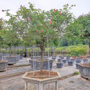 Cây Hoa Hồng Cổ Sapa HH5239