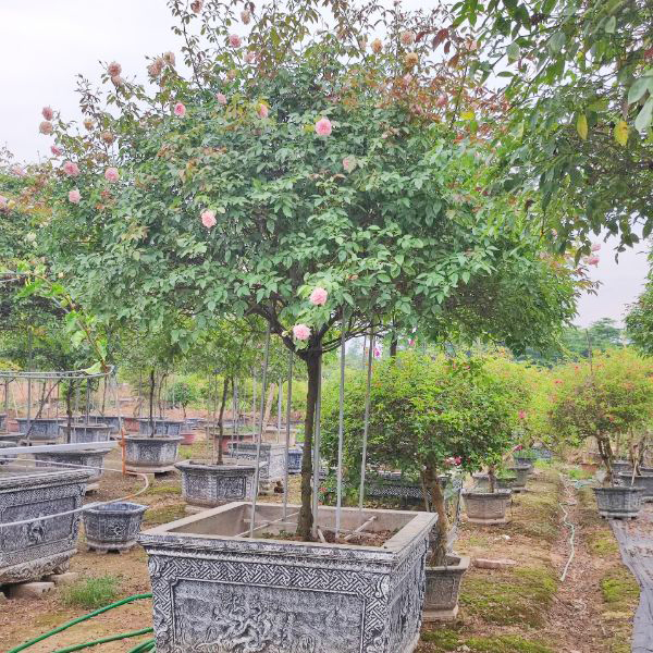 cay hoa hong dao co 2 Cây Hoa Hồng Đào Cổ HH5246
