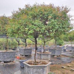 Cây Hoa Hồng Đào Cổ HH5247