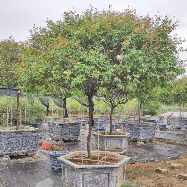 cay hoa hong dao co 3 Cây Hoa Hồng Đào Cổ HH5247